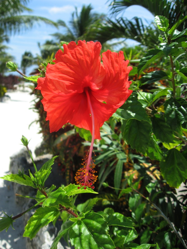 IMG_3715.jpg