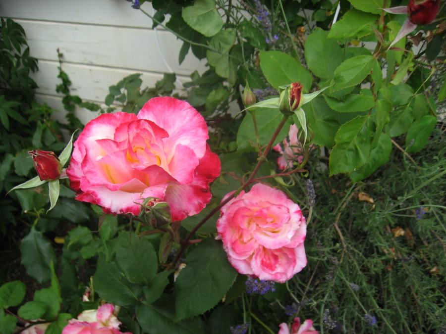 img_5043.jpg
